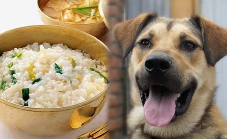 Какие каши подходят для собак 3 Полезный хребет
