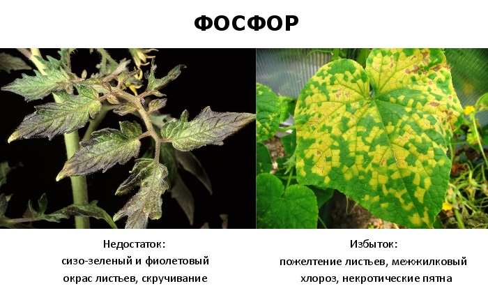 Двойной суперфосфат — эффективное фосфорное удобрение 8 f