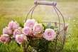 Как сажать розы весной после покупки: подробный гид для садоводов 10 Весенний уход за розами: простой контрольный список из шести пунктов, который необходимо соблюдать после зимы