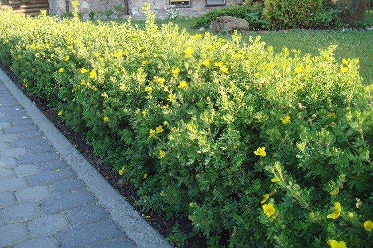 Кустарник Potentilla