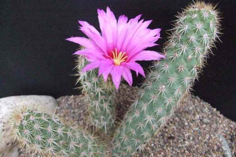 Echinocereus