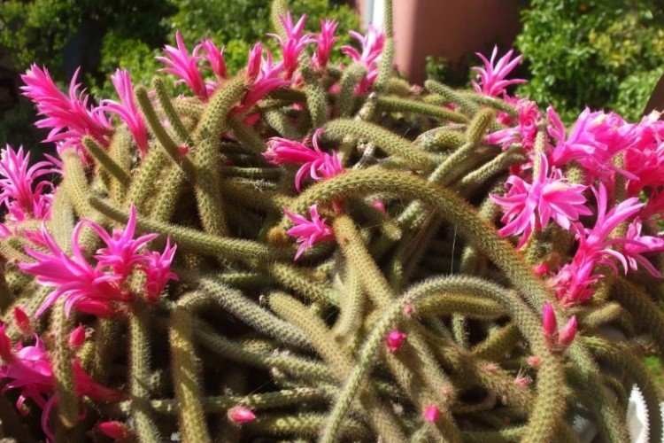 Apolocactus