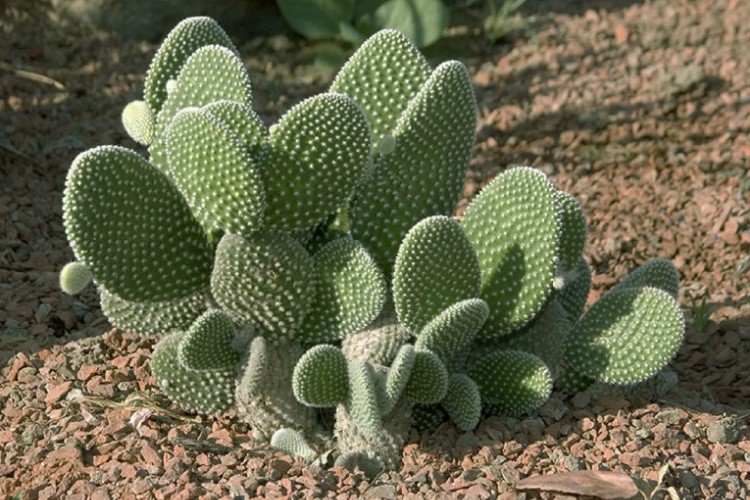 Echinocereus
