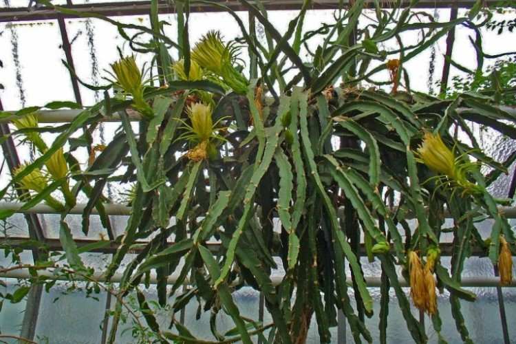 Echinocereus