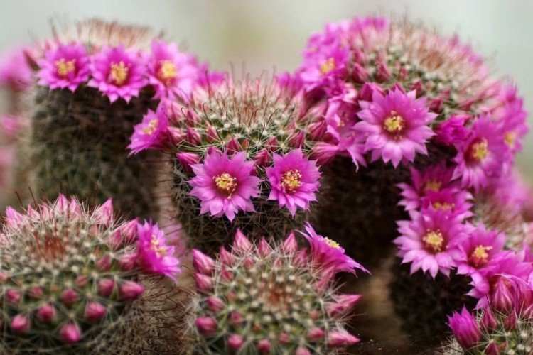 Mammillaria