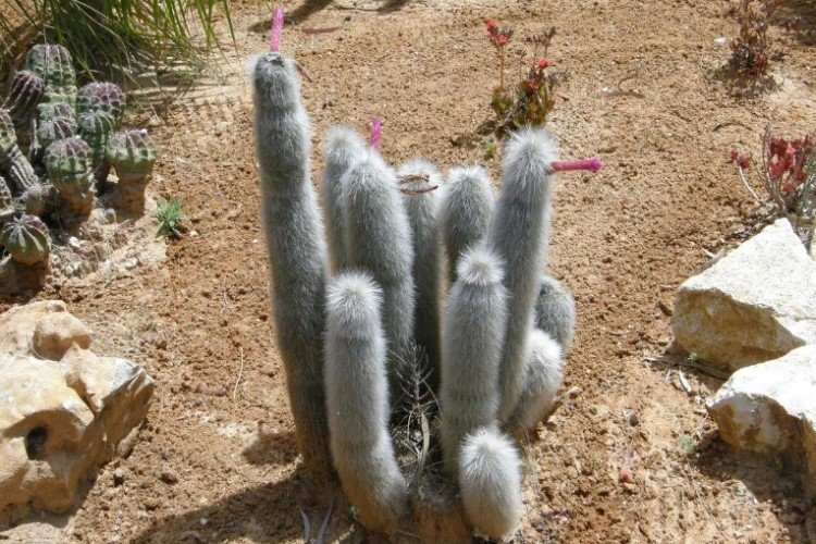 Christocactus