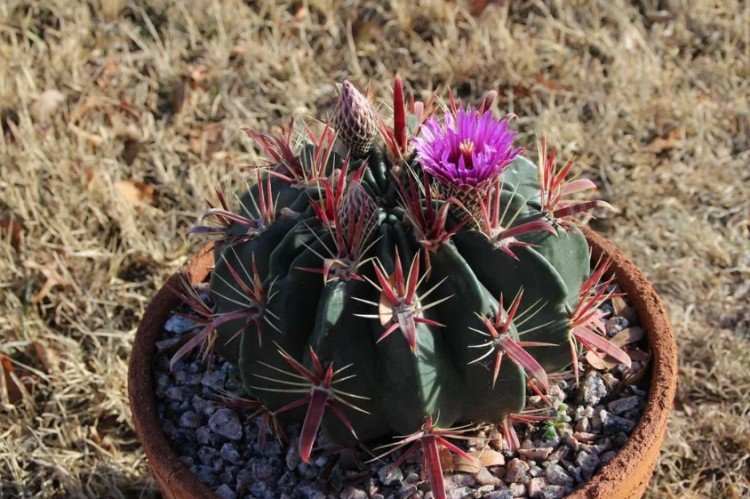 Ferrocactus
