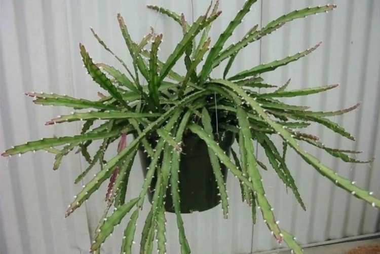 Lepismium