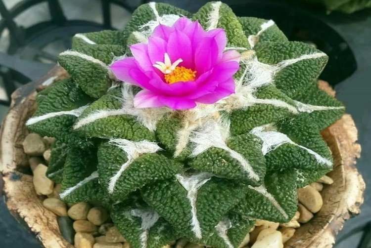 Ariocarpus