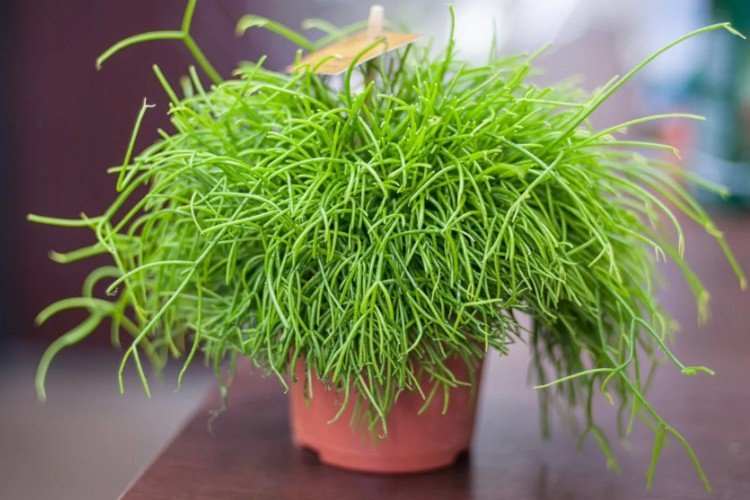 Lipsalis