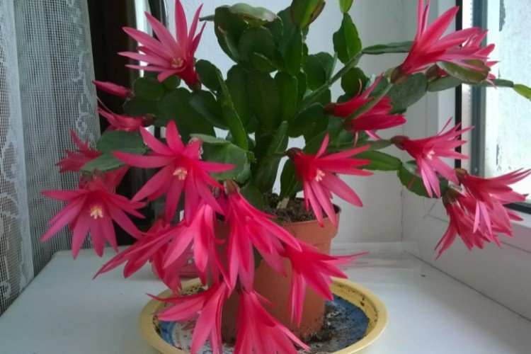 Schlumbergera