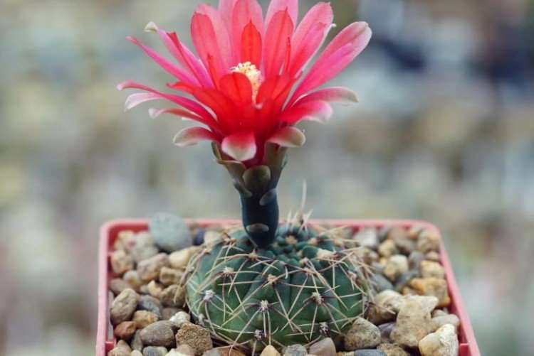 Gymnocalycium