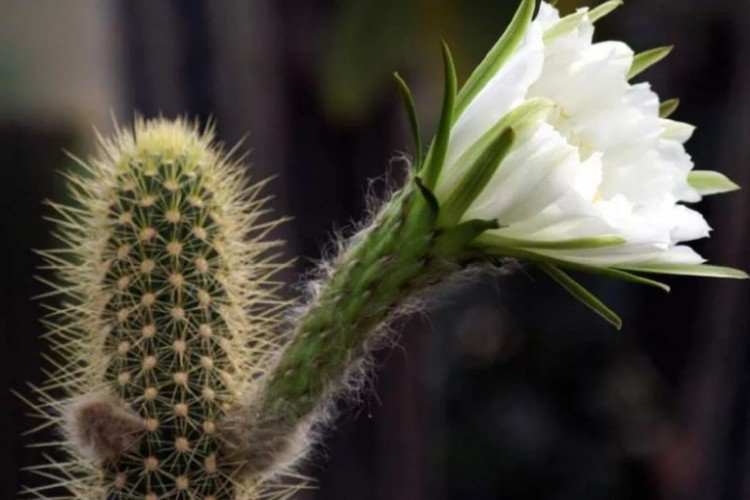 Trichocereus