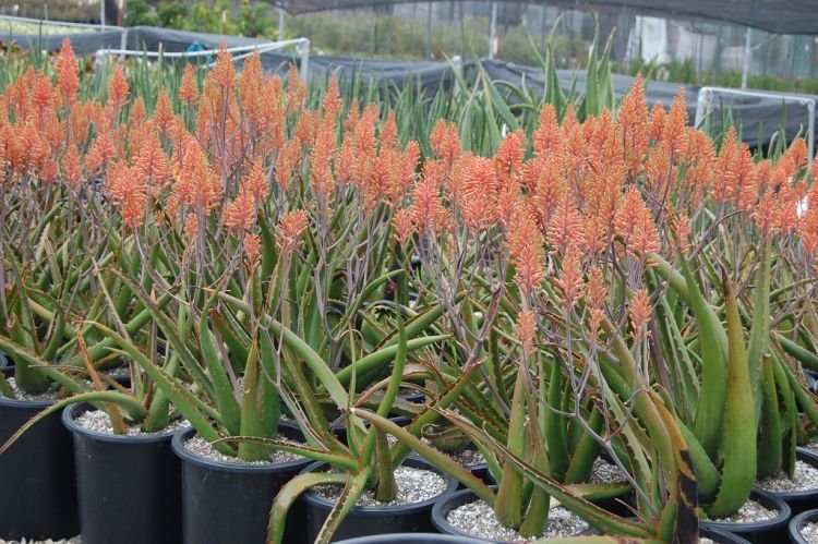 Виды и сорта алоэ: фото, названия и описания (каталог) 27 Aloe camperi