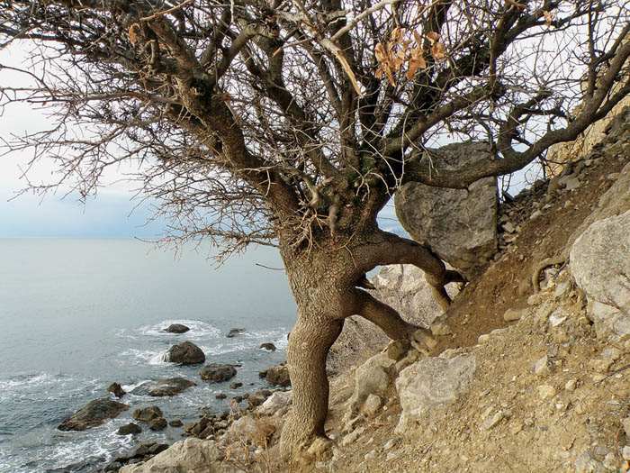 Где и как растут орехи фисташки (40 фото) 12 gde i kak rastut orekhi fistashki foto 11