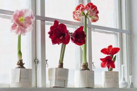 gippeastrum foto 543 0