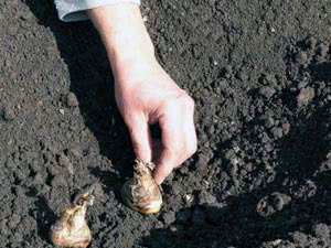 Гладиолус – посадка и уход 5 Гладиолус - уход