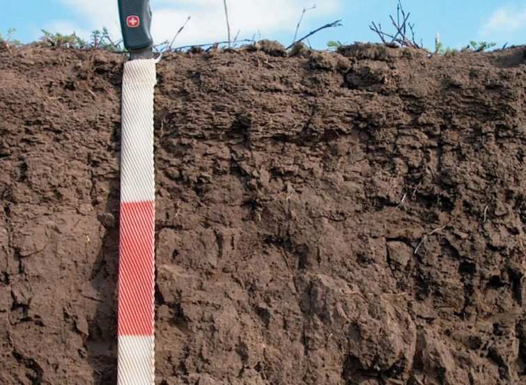 Используем торф на огороде 5 Переходный торф