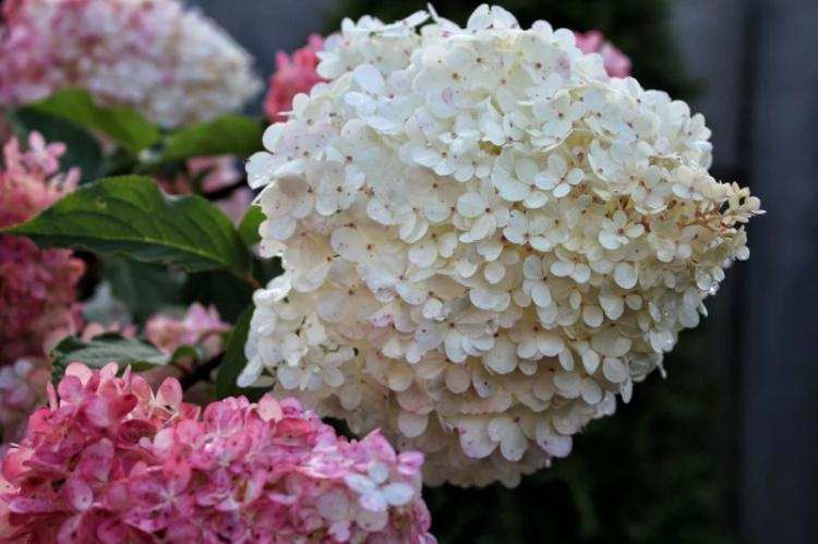 Гортензия (80 фото): виды и особенности ухода 44 Гортензии - фотографии
