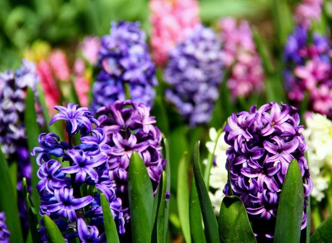 Гиацинт – уход в домашних условиях 6 hyacinthus 05