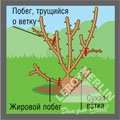 id 885 1228733131786916