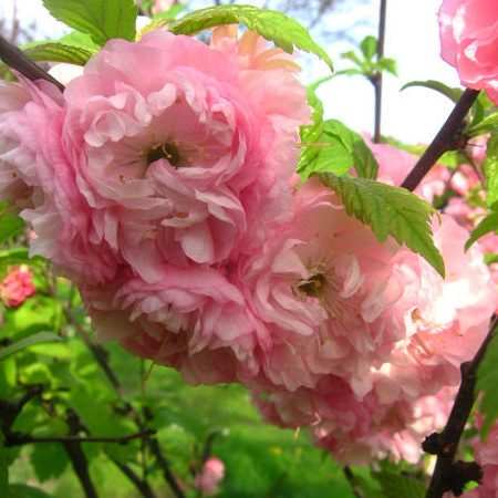 image007 e1541250105576