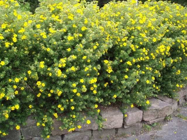 image017 e1541251172194