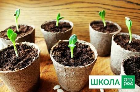 Какая земля лучше для рассады − садовая или покупная? 3 images7Ccms image 000080515