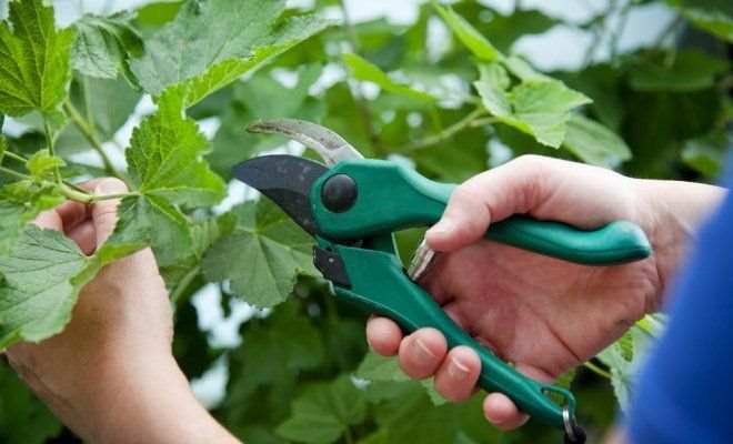 3 эффективных способа размножения смородины 1 : смородиновые репликации.