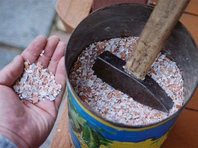Яичная скорлупа.