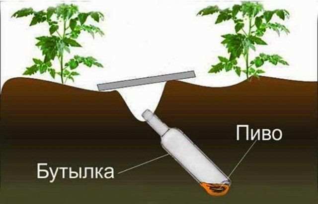 Пиво и пиво для медведей