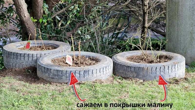 Инструкция по посадке малины для начинающих садоводов 6 Инструкции по посадке малины для начинающих садоводов
