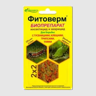 Как бороться с земляничным клещом на клубнике? 8 kak borotsya s zemlyanichnym kleshchom na klubnike 7