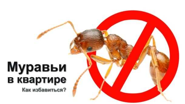 kak izbavitsya ot muravev v kvartire v domashnih usloviyah e1645011994886
