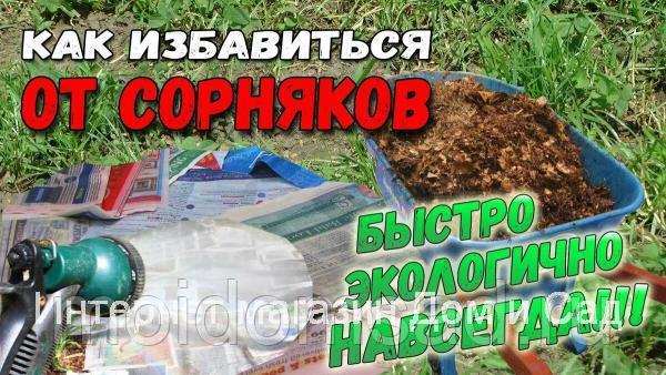 Как эффективно избавиться от сорняков на участке навсегда: 19 народных средств 1 kak izbavitsya ot sornyakov navsegda 1 1