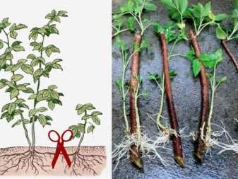 Как можно размножить малину? 2 kak mozhno razmnozhit malinu 1