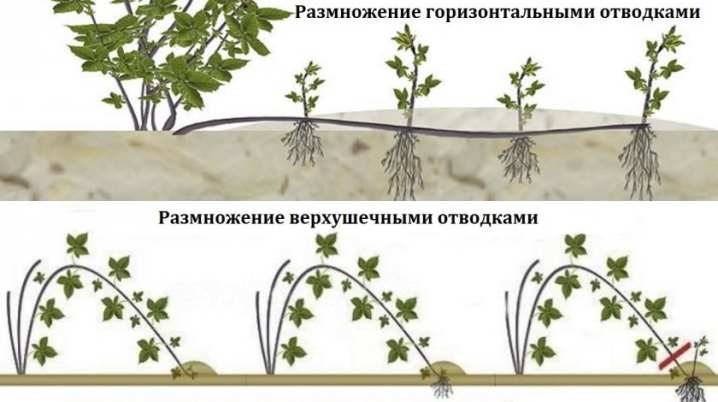 Как можно размножить малину? 15 kak mozhno razmnozhit malinu 14