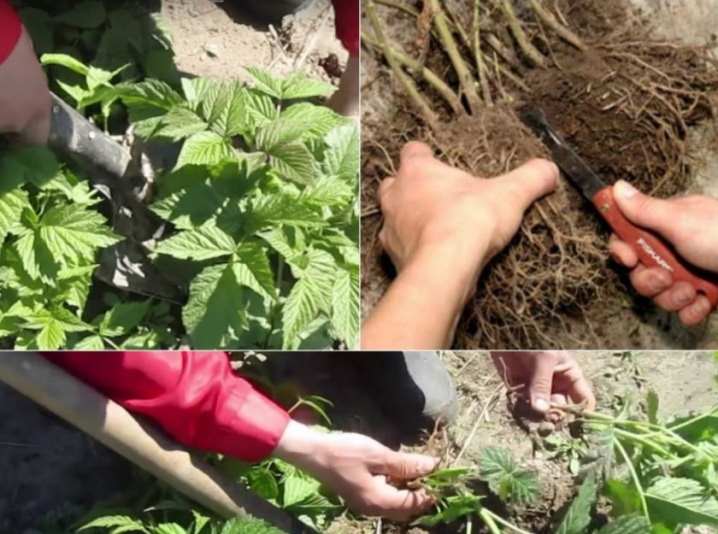 Как можно размножить малину? 17 kak mozhno razmnozhit malinu 16