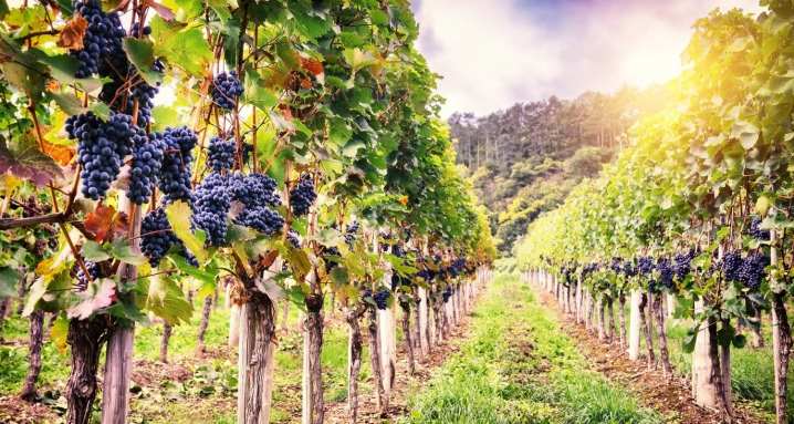 Как можно размножить виноград? 2 kak mozhno razmnozhit vinograd 1