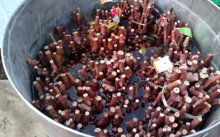 Как можно размножить виноград? 7 kak mozhno razmnozhit vinograd 5