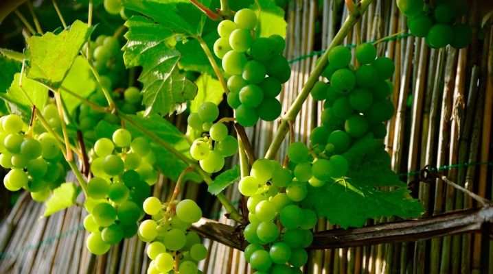 Как можно размножить виноград? 1 kak mozhno razmnozhit vinograd