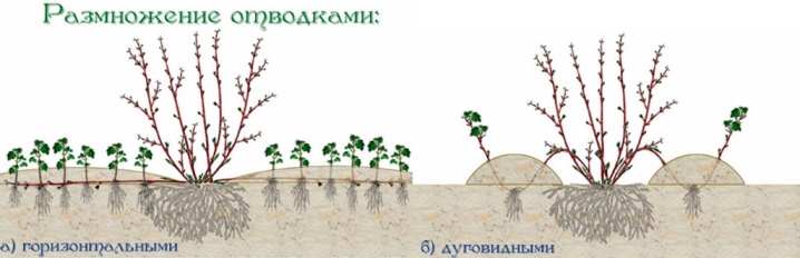 Как можно размножить жимолость от куста? 4 kak mozhno razmnozhit zhimolost ot kusta 2