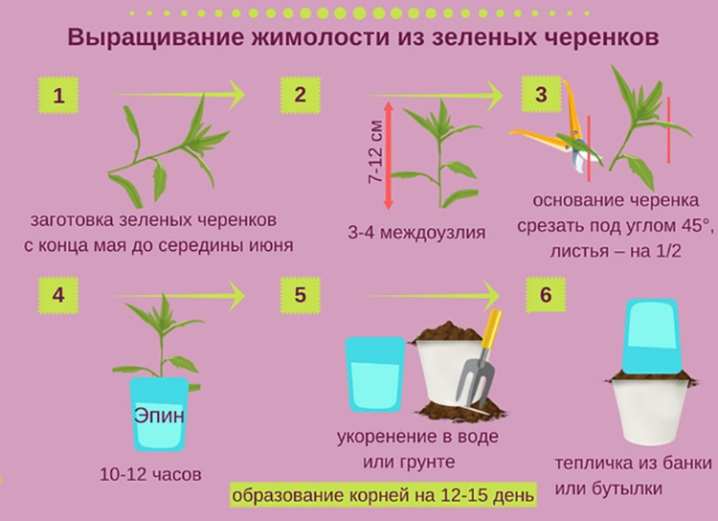 Как можно размножить жимолость от куста? 9 kak mozhno razmnozhit zhimolost ot kusta 3