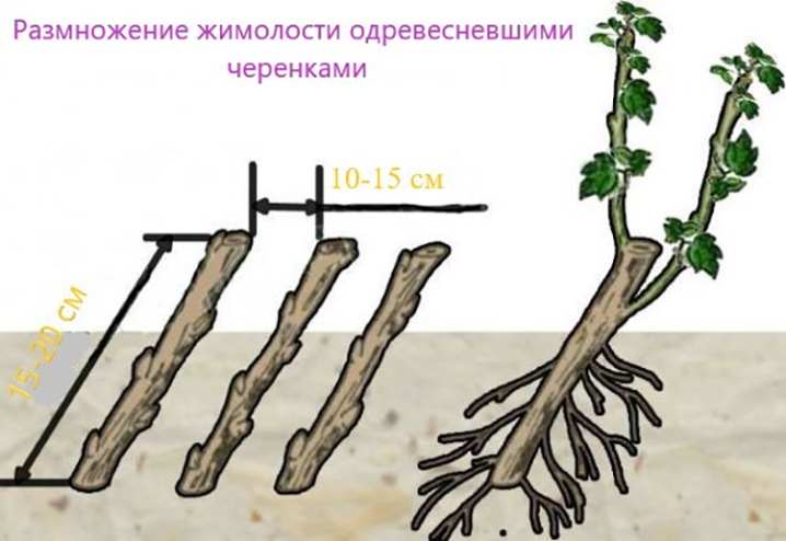 Как можно размножить жимолость от куста? 10 kak mozhno razmnozhit zhimolost ot kusta 4