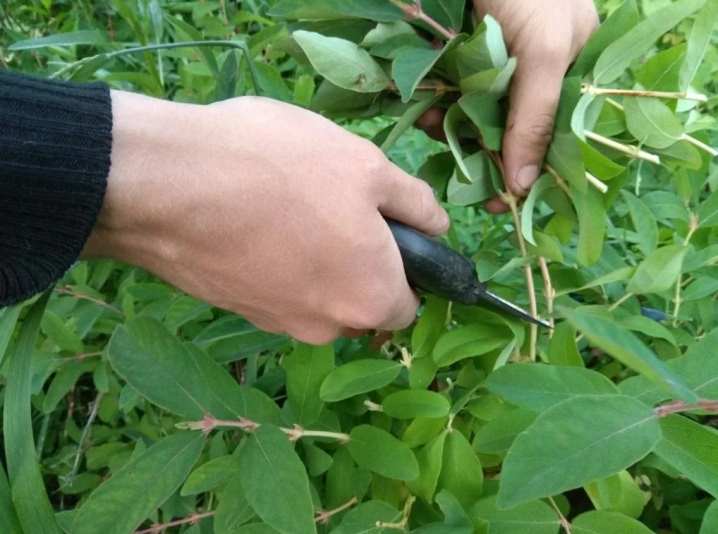 Как можно размножить жимолость от куста? 8 kak mozhno razmnozhit zhimolost ot kusta 5