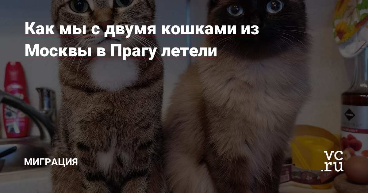 kak my s dvumya koshkami iz moskvy v pragu leteli