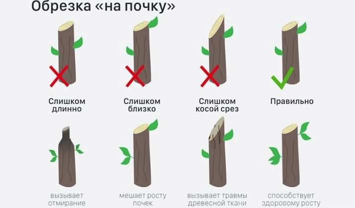 Как обрезать молодую яблоню? 11 kak obrezat moloduyu yablonyu 10