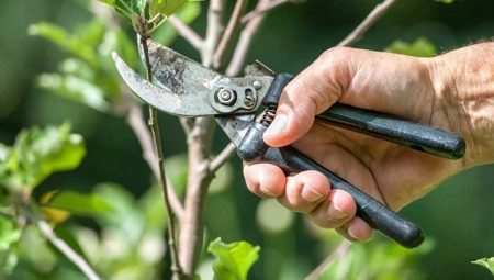 Как обрезать молодую яблоню? 1 Как обрезать молодые яблони?