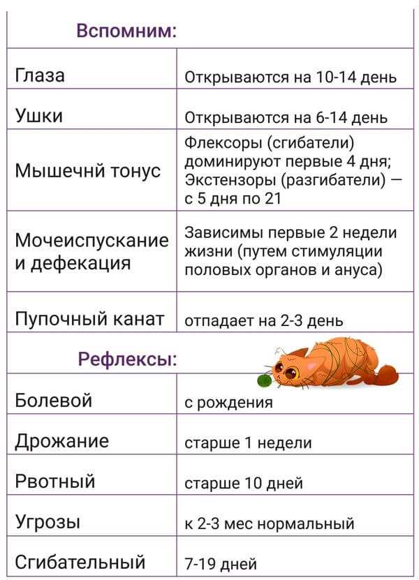 Как помочь бездомному котёнку или щенку 4 Косвенные признаки, по которым можно определить возраст котят и щенков
