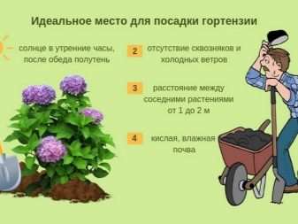Как пересадить гортензию? 12 kak peresadit gortenziyu 11